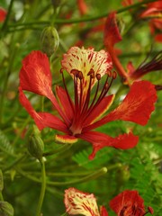 Close-up of a red flower blooming with stamen and some buds. Green and  bright background.
