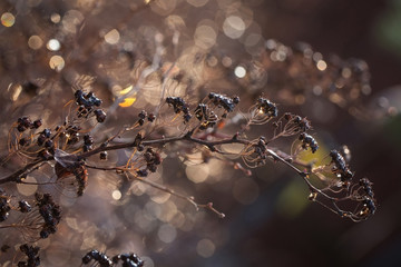 Spirea branches on a brown background. Bokeh, raindrops.