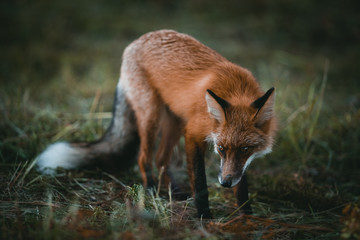 red fox in wild
