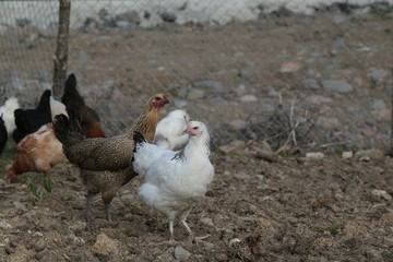 organic village chickens.artvin savat 