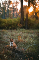  fox in the forest