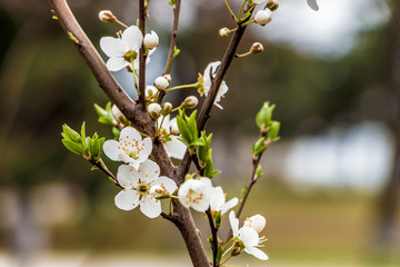 The beginning of the spring in the city