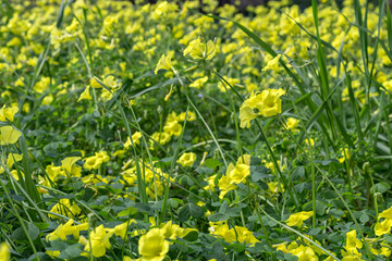 yellow sourgrass meadow, Oxalis pes-caprae