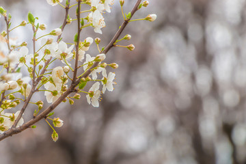 The beginning of the spring in the city