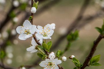 The beginning of the spring in the city