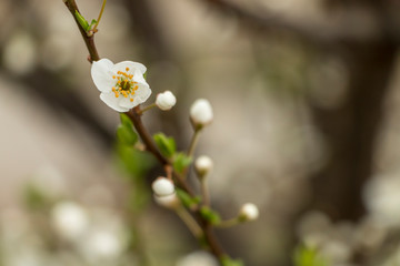 The beginning of the spring in the city