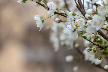 The beginning of the spring in the city
