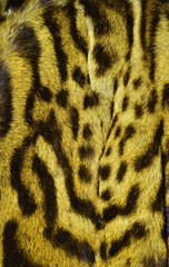 bobcat fur background texture