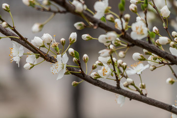 The beginning of the spring in the city