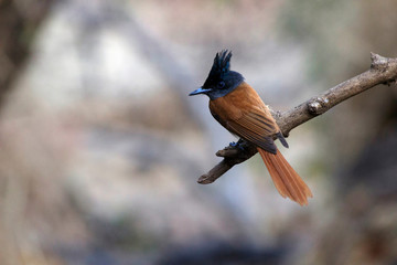Indian paradise flycatcher, Terpsiphone paradisi, Sinhagad valley, Pune district, Maharashtra,...