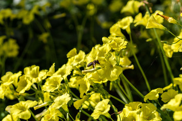yellow sourgrass meadow, Oxalis pes-caprae