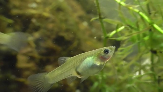 Endlers Guppy (Poecilia wingei)