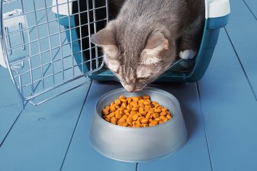 Cat eating dry food from a carrier isolated on white
