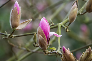 Fototapeta na wymiar Yulan Magnolia Flower Buds Opening in Winter
