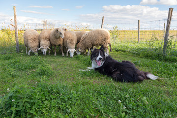 A black and white border collie looks back with tongue hanging out while sheep huddle next to a...