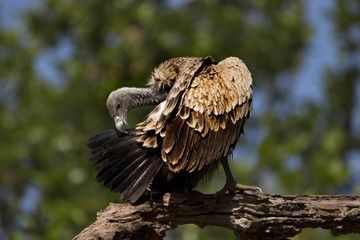 Indian vulture, Gyps indicus, Bandhavgarh national park, Madhya Pradesh, India.