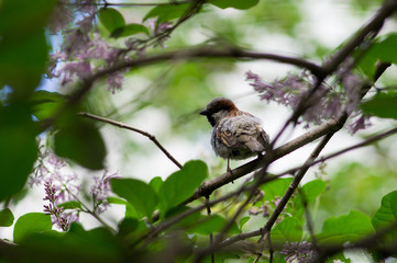 Sparrow in the lilac bushes