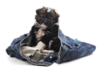 Puppy in trousers.