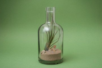 closeup of aerial  plant in miniature landscape in a transparent bottle on green background