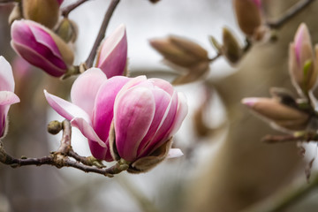Yulan Magnolia Flowers in Bloom in Winter