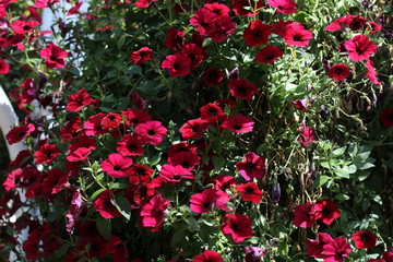 Naklejka premium red flowers in the garden