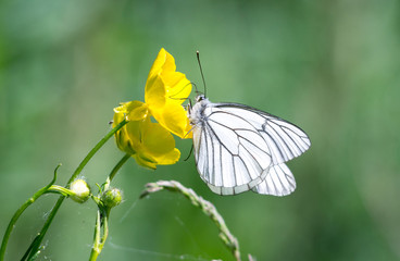 Butterfly sitting on the flower
