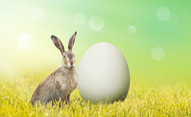 Osterhase auf Wiese mit einem Ei