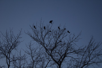 tree silhouette with birds