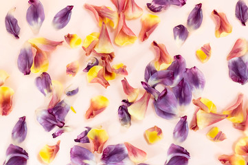 Spring background with multicolored tulip petals