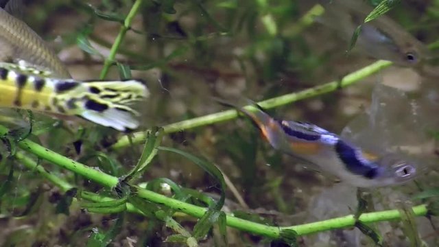 Endlers Guppy (Poecilia wingei)