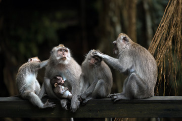 Family of different ages monkeys sits on a wooden beam in the jungle.