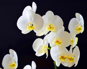 white orchids on black background