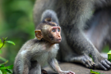 Closeup: Baby monkey looks forward with interest sitting on the ground in the jungle.