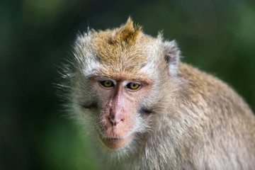 A close-up of a thoughtful monkey's face looking down.