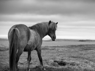 Island Pferd in schwarz weiß 