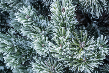 Winter frost on pine tree. Winter scene.
