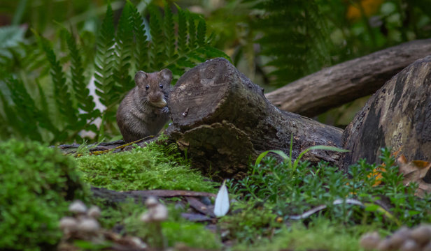 Vole Mouse forest Europe