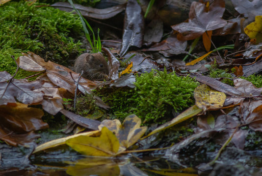 Vole Mouse forest Europe