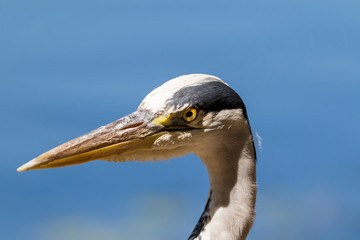 Ardea cinerea-Grey heron