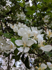 Beautiful blooming apple trees in spring park