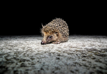 West European Hedgehog © underworld