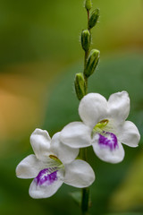 Beautiful Thai wild flower macrophotography with  colorful petals and leaf