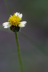 Beautiful Thai wild flower macrophotography with  colorful petals and leaf