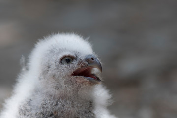 Jeune petit duc scops