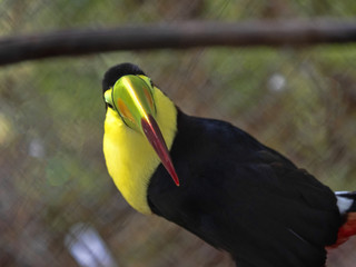 Keel-billed toucane, Ramphastos sulfuratus, has a large colorfully colored beak, Guatemala