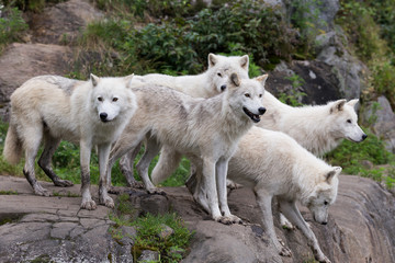 Obraz na płótnie Canvas Pack of five adult arctic wolves standing on rocks looking in different directions