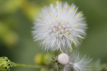 dandelion on background of green grass
