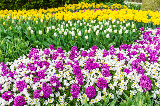 Purple hyacinths, white tulips and yellow narcissus flowers in the garden of Keukenhof, Netherlands