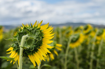 tournesol
