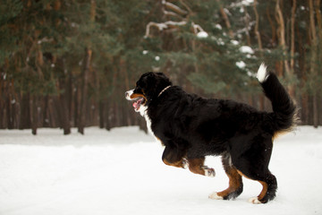 bernese mountain dog in winter forest